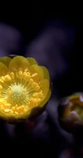 生山坡草地或林下的侧金盏花唯美黄色花朵高清真实摄影图片