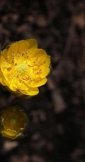 生山坡草地或林下的侧金盏花唯美黄色花朵高清真实摄影图片
