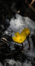 生山坡草地或林下的侧金盏花唯美黄色花朵高清真实摄影图片