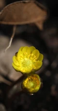 生山坡草地或林下的侧金盏花唯美黄色花朵高清真实摄影图片