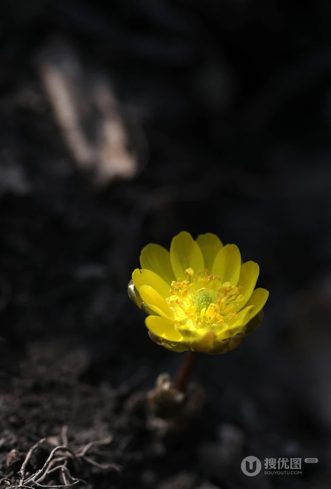 生山坡草地或林下的侧金盏花唯美黄色花朵高清真实摄影图片