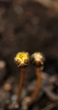 生山坡草地或林下的侧金盏花唯美黄色花朵高清真实摄影图片