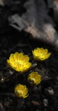 生山坡草地或林下的侧金盏花唯美黄色花朵高清真实摄影图片