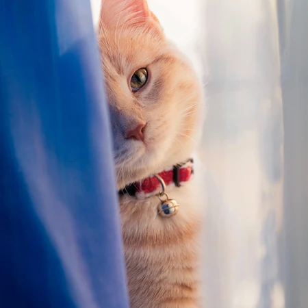 憨态可爱 萌萌的的小猫咪唯美图片