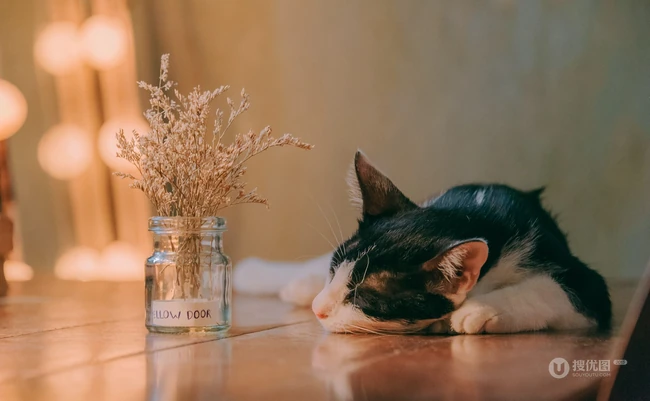 憨态可爱 萌萌的的小猫咪唯美图片 第3张