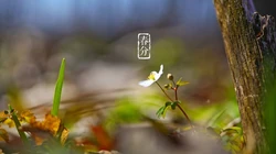 花开明媚，唯美梨花 李花 桃花为主题的春分节气桌面壁纸图片