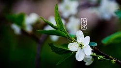 花开明媚，唯美梨花 李花 桃花为主题的春分节气桌面壁纸图片