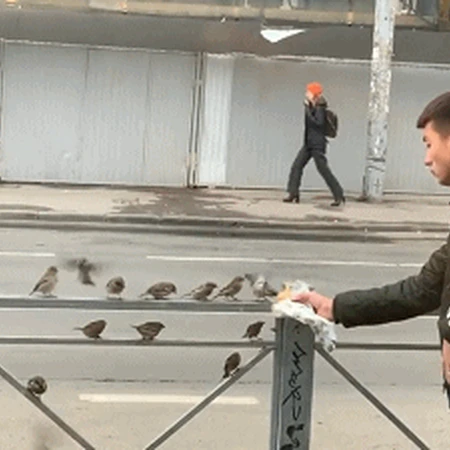 街道栏杆上排队等着小哥哥喂食的可爱小麻雀GIF动态图