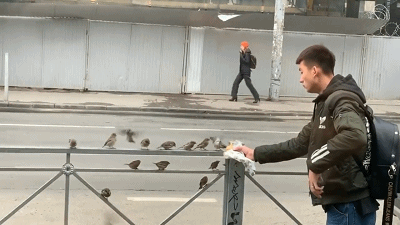 街道栏杆上排队等着小哥哥喂食的可爱小麻雀GIF动态图