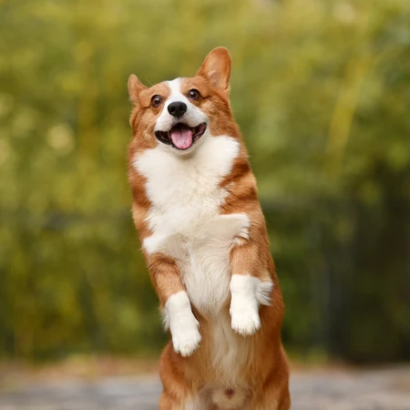 柯基犬图片，可爱的宠物狗狗柯基犬户外运动摄影图片