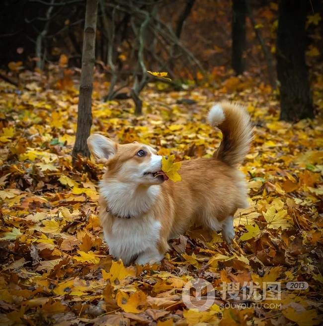 柯基犬图片，可爱的宠物狗狗柯基犬户外运动摄影图片 第7张