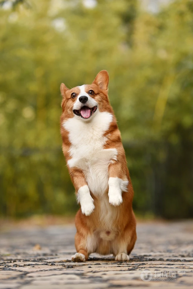 柯基犬图片，可爱的宠物狗狗柯基犬户外运动摄影图片 第1张