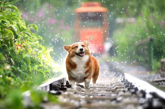 柯基犬图片，可爱的宠物狗狗柯基犬户外运动摄影图片 第4张