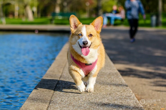 柯基犬图片，可爱的宠物狗狗柯基犬户外运动摄影图片 第2张
