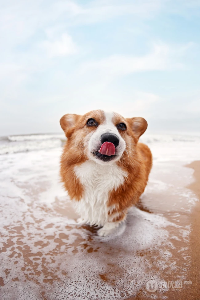 柯基犬图片，可爱的宠物狗狗柯基犬户外运动摄影图片 第5张