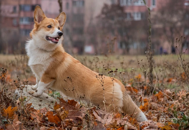 柯基犬图片，可爱的宠物狗狗柯基犬户外运动摄影图片 第3张
