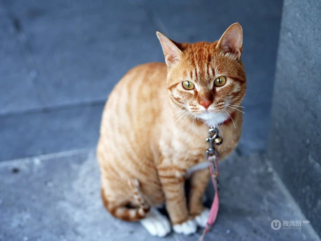 虎斑猫，身有斑纹图案，捕鼠能力强的虎斑猫可爱摄影图片 第2张