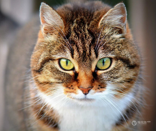 虎斑猫，身有斑纹图案，捕鼠能力强的虎斑猫可爱摄影图片 第4张