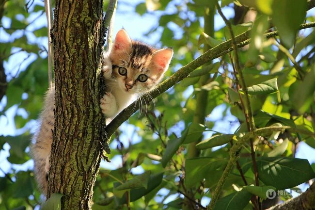 虎斑猫，身有斑纹图案，捕鼠能力强的虎斑猫可爱摄影图片 第1张