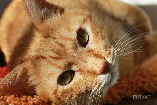 虎斑猫，身有斑纹图案，捕鼠能力强的虎斑猫可爱摄影图片 第6张