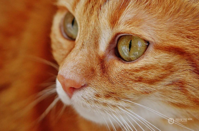 虎斑猫，身有斑纹图案，捕鼠能力强的虎斑猫可爱摄影图片 第7张