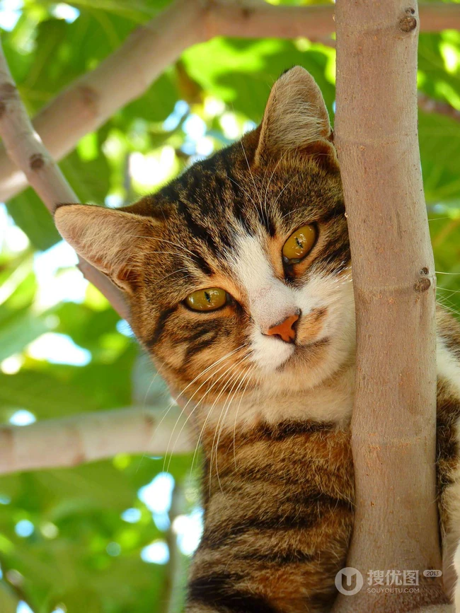 虎斑猫，身有斑纹图案，捕鼠能力强的虎斑猫可爱摄影图片 第3张