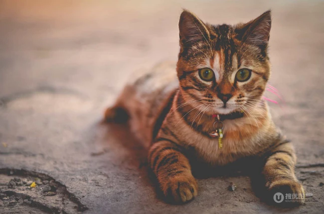虎斑猫，身有斑纹图案，捕鼠能力强的虎斑猫可爱摄影图片 第5张