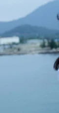 赵今麦海边写真，白衬衣搭配蓝色短裤，尽显清新自然少女气质