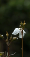 灌丛下或溪边、路旁常见的血水草高清摄影图片