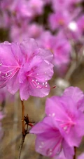 花开缤纷的粉色迎红杜鹃图片