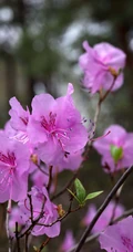 花开缤纷的粉色迎红杜鹃图片