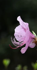 花开缤纷的粉色迎红杜鹃图片