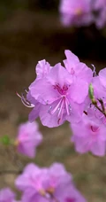 花开缤纷的粉色迎红杜鹃图片
