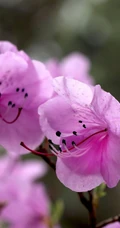 花开缤纷的粉色迎红杜鹃图片