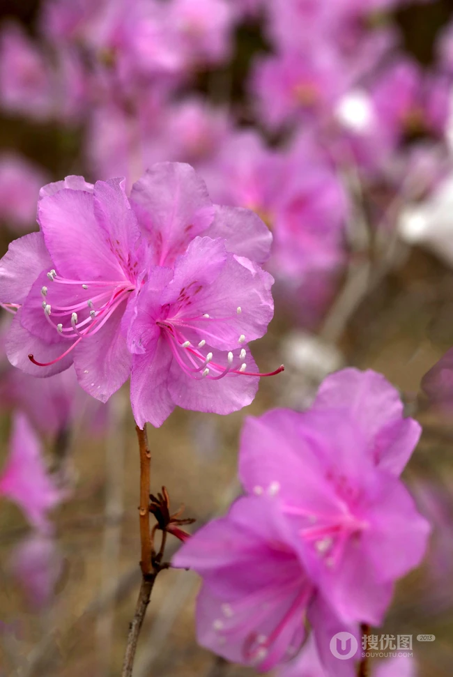 花开缤纷的粉色迎红杜鹃图片