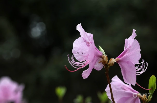 花开缤纷的粉色迎红杜鹃图片