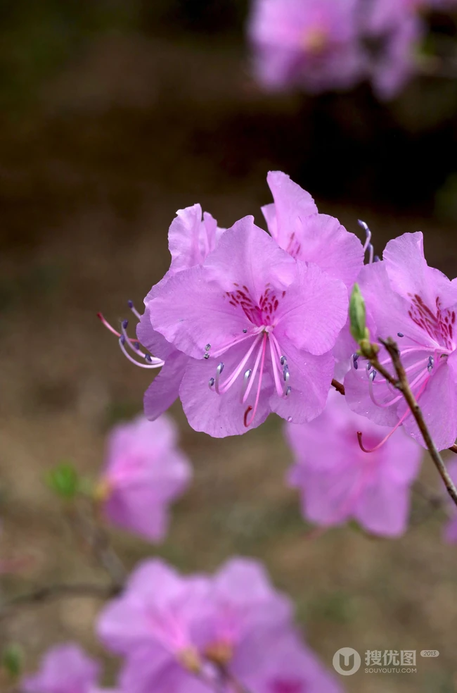 花开缤纷的粉色迎红杜鹃图片