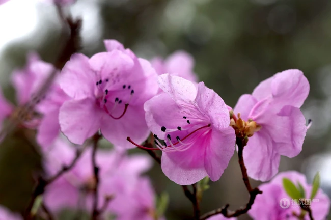 花开缤纷的粉色迎红杜鹃图片