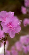 花开缤纷的粉色迎红杜鹃图片