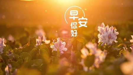 逆光 日出 花卉为背景的你好早安文字壁纸图片