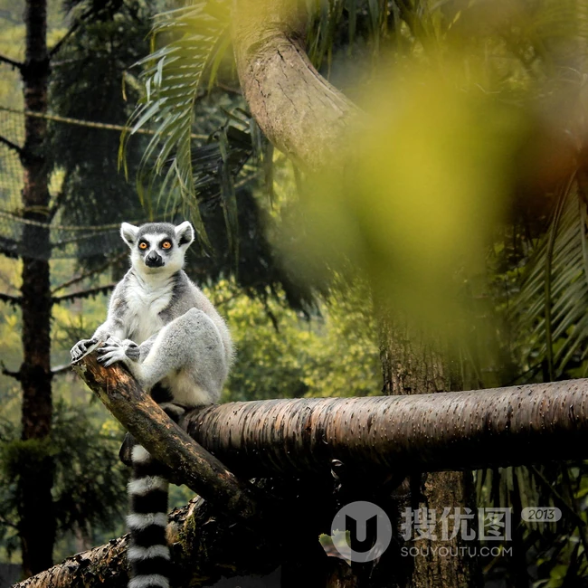 尾巴长长的可爱昼行性动物环尾狐猴高清野外摄影没图片 第7张