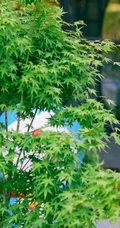 宋茜，张佳宁亲密无间户外美拍写真照