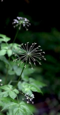 中国的特有植物，开着可爱伞形小花的囊瓣芹植物全株摄影美图