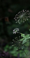 中国的特有植物，开着可爱伞形小花的囊瓣芹植物全株摄影美图