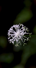 中国的特有植物，开着可爱伞形小花的囊瓣芹植物全株摄影美图