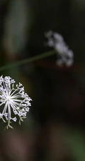 中国的特有植物，开着可爱伞形小花的囊瓣芹植物全株摄影美图