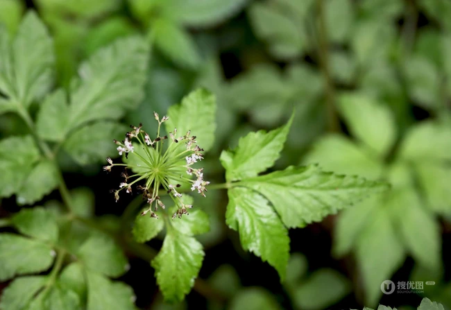 中国的特有植物，开着可爱伞形小花的囊瓣芹植物全株摄影美图