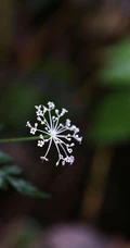 中国的特有植物，开着可爱伞形小花的囊瓣芹植物全株摄影美图