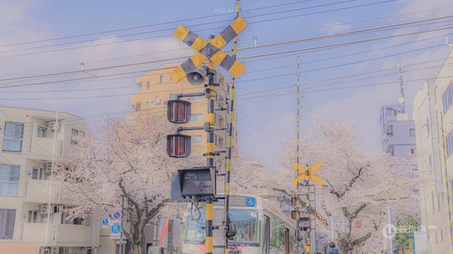 樱花浪漫的街头，城市街道风景意境美图
