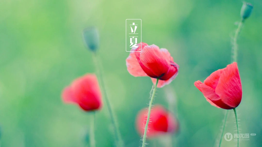 唯美清新花朵，花卉 立夏桌面壁纸图片